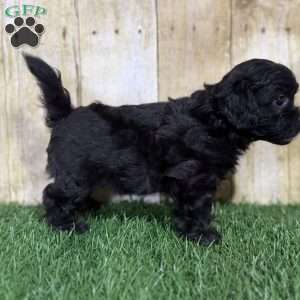 Cookie, Shih-Poo Puppy